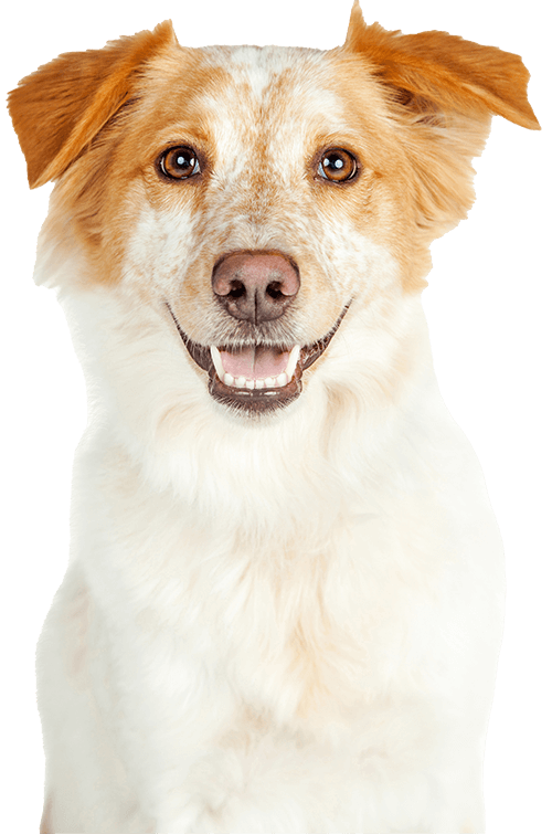 dog1-4.png