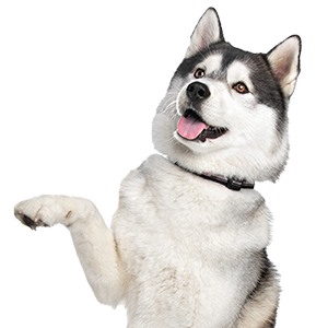 image-16.png